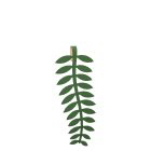 Royal Fern