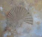 Muschelfossil