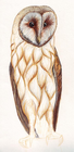Eule