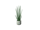 Le Sansevieria